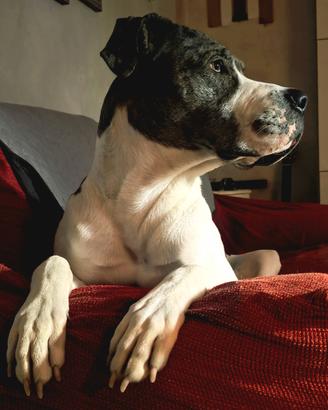 Simil alano di un anno e 5 mesi