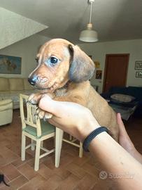Cucciolo di bassotto