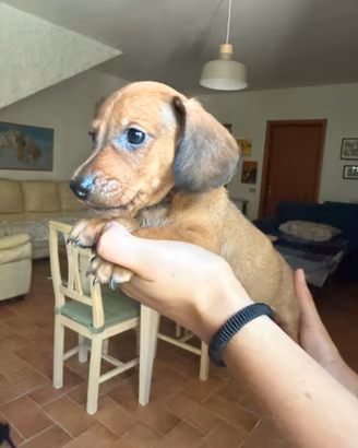 Cucciolo di bassotto