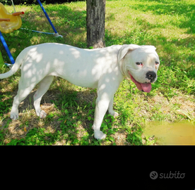 American bulldog