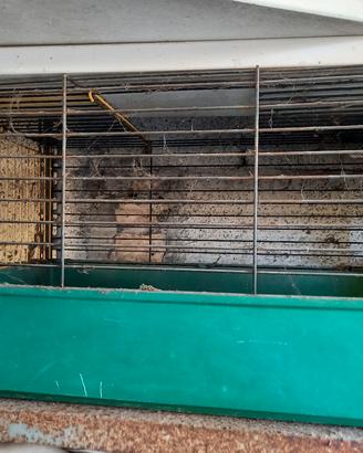 gabbia per criceti