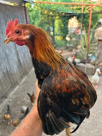 Galletti collo oro