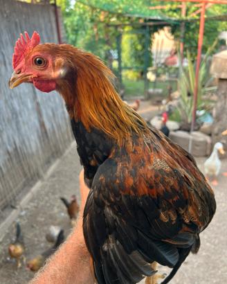 Galletti collo oro
