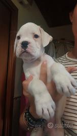 Cucciolo boxer bianco