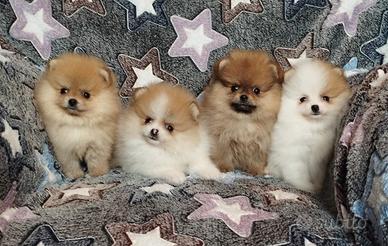 Spitz di Pomerania