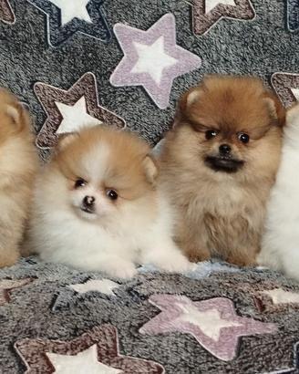 Spitz di Pomerania