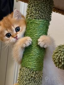 British shorthair golden