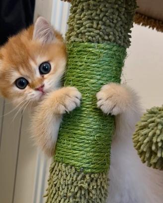British shorthair golden