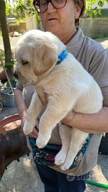 Labrador miele con pedigree