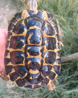 Tartaruga hermanni hermanni