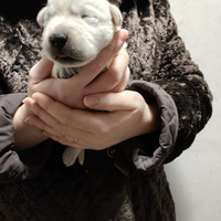 Labrador con pedigree ENCI