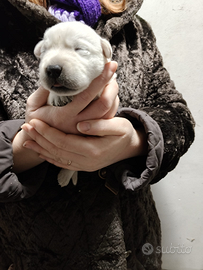 Labrador con pedigree ENCI