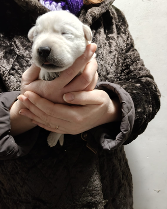 Labrador con pedigree ENCI