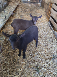 Becchi murciana granadina