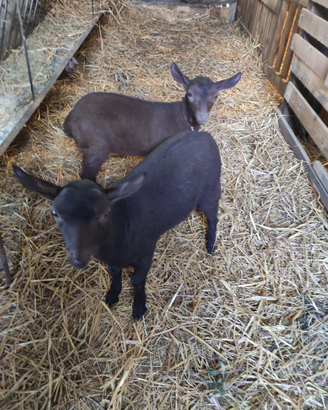 Becchi murciana granadina