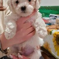 Maltipoo