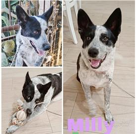 Una dolce cagnolina in adozione