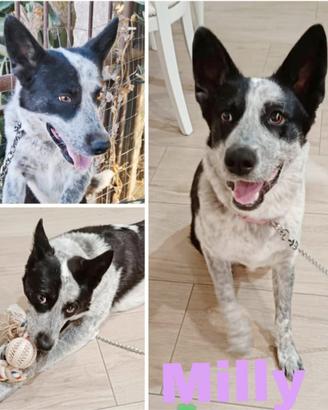 Una dolce cagnolina in adozione