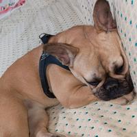 Cucciola bulldog