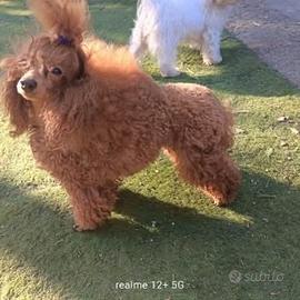 Barboncino 3 anni