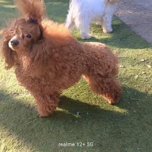 Barboncino 3 anni