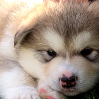 Alaskan malamute