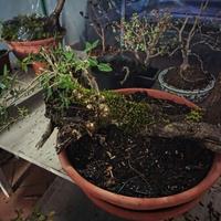 ilatro comune yamadori bonsai