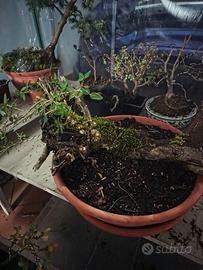 ilatro comune yamadori bonsai