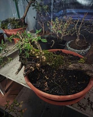 ilatro comune yamadori bonsai
