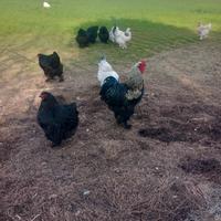 Galli e Galine Brahma