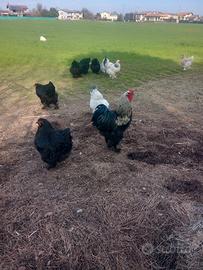 Galli e Galine Brahma