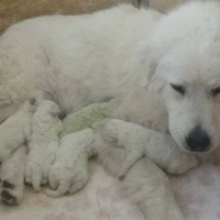 Cuccioli pastore maremmano abruzzese