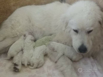 Cuccioli pastore maremmano abruzzese