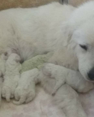 Cuccioli pastore maremmano abruzzese