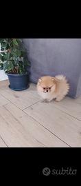 Volpino di pomerania