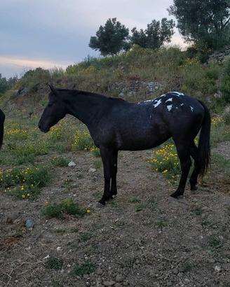 Cavalla appaloosa