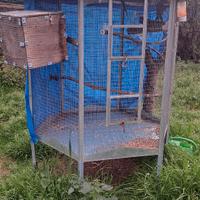 Parrocchetti dal collare