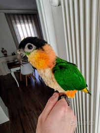 Pappagallo caicco testa nera