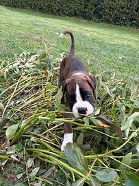 Cuccioli di boxer