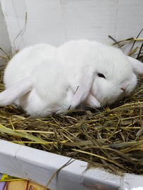 Coniglio nano ariete