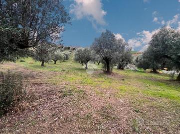 TER. AGRICOLO A NOTARESCO