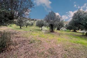 TER. AGRICOLO A NOTARESCO