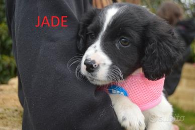 Due cuccioli da adottare