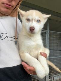 Siberian Husky con pedigree enci