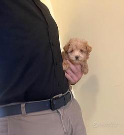 Maltipoo mini toy albicocca red disponibili subito