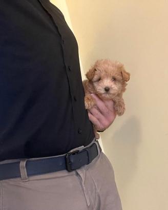Maltipoo mini toy albicocca red disponibili subito