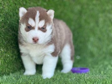 Husky