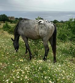 Cavallo puledro appallosa