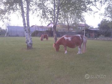 Pony mini shetland