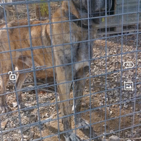 Kangal